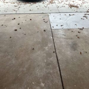 Old garage concrete floor – 3 – Sterritt Street Utica Michigan